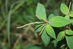 Peperomia leptostachya