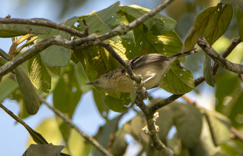 Pygmy Antwren (Myrmotherula brachyura), photo 4