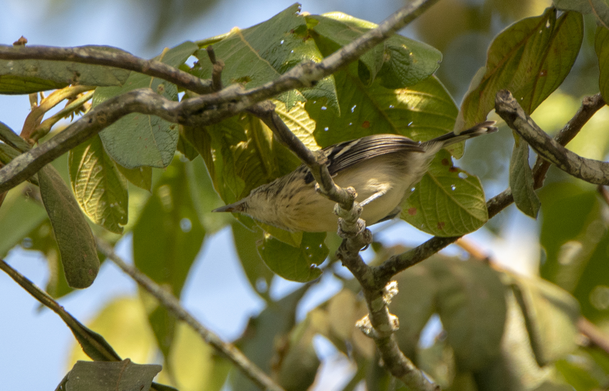Pygmy Antwren (Myrmotherula brachyura), photo 2