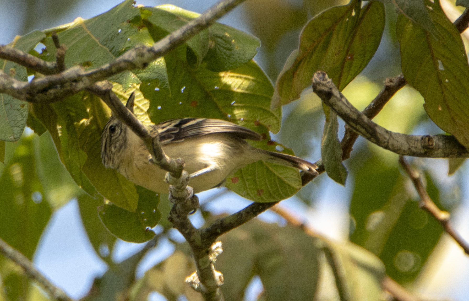 Pygmy Antwren (Myrmotherula brachyura), photo 3