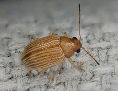 Colaspis brunnea