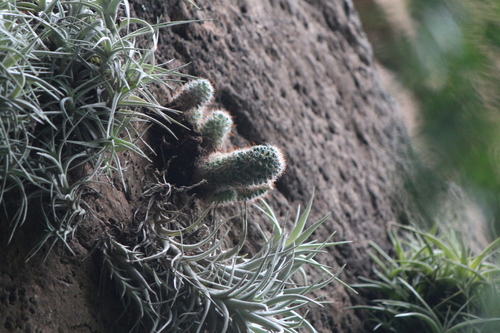 Image of Mammillaria crinita by (c) José Belem Hernández Díaz, some rights reserved (CC BY)