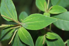 Peperomia leptostachya