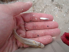 Anchoa hepsetus