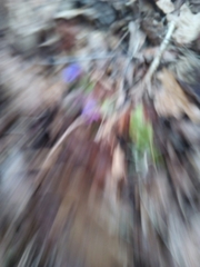 Pulmonaria officinalis