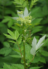 Filipendula ulmaria