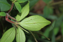 Peperomia leptostachya