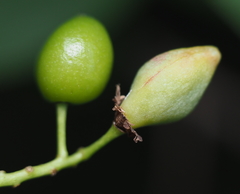 Contarinia virginianiae
