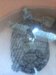 Trachemys venusta venusta