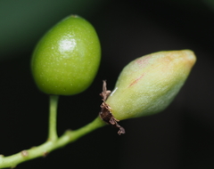 Contarinia virginianiae