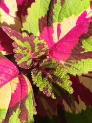 Coleus scutellarioides
