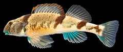Blenny Darter photo 3