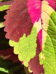 Coleus scutellarioides