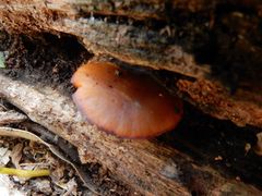 Tubaria rufofulva
