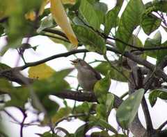 Troglodytes aedon striatulus