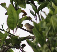 Troglodytes aedon striatulus