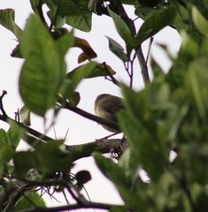 Troglodytes aedon striatulus