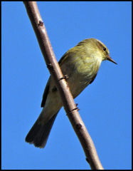 Phylloscopus collybita