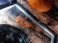 Tubaria rufofulva