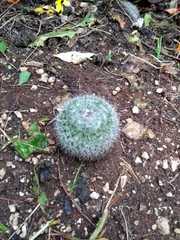 Mammillaria albilanata