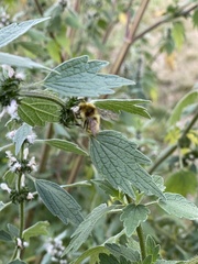 Bombus fervidus