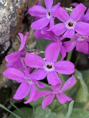 Primula nivalis