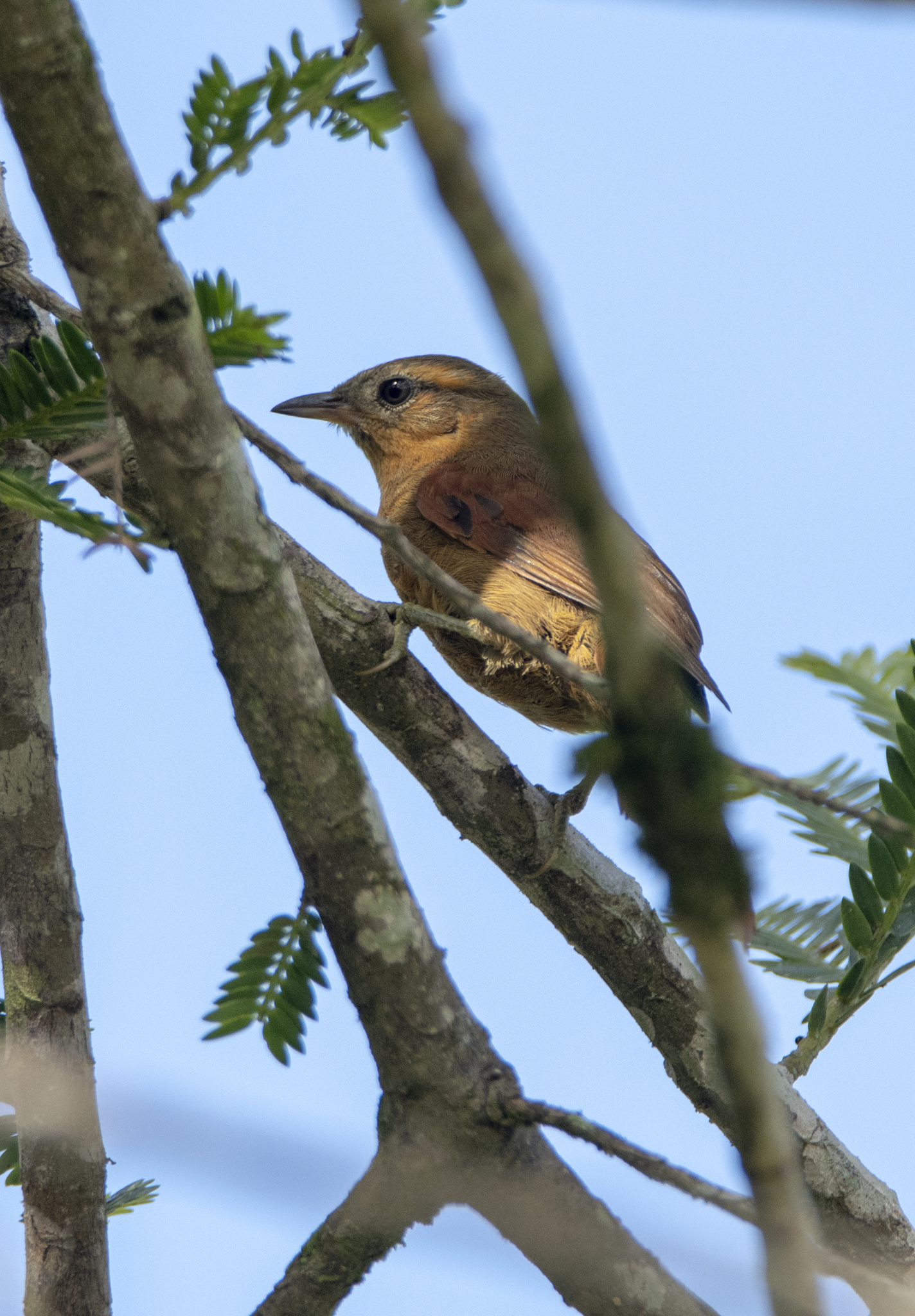 Ash-browed Spinetail (Cranioleuca curtata), photo 7