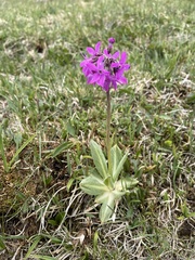 Primula nivalis