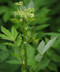 Filipendula ulmaria