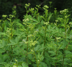 Filipendula ulmaria