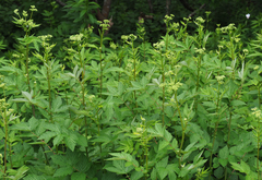Filipendula ulmaria