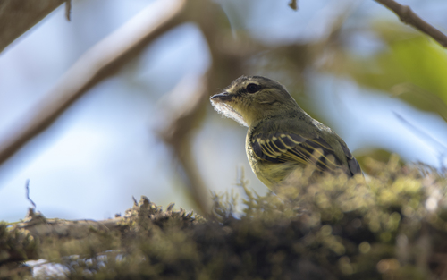 Peruvian Tyrannulet (Zimmerius viridiflavus), photo 6