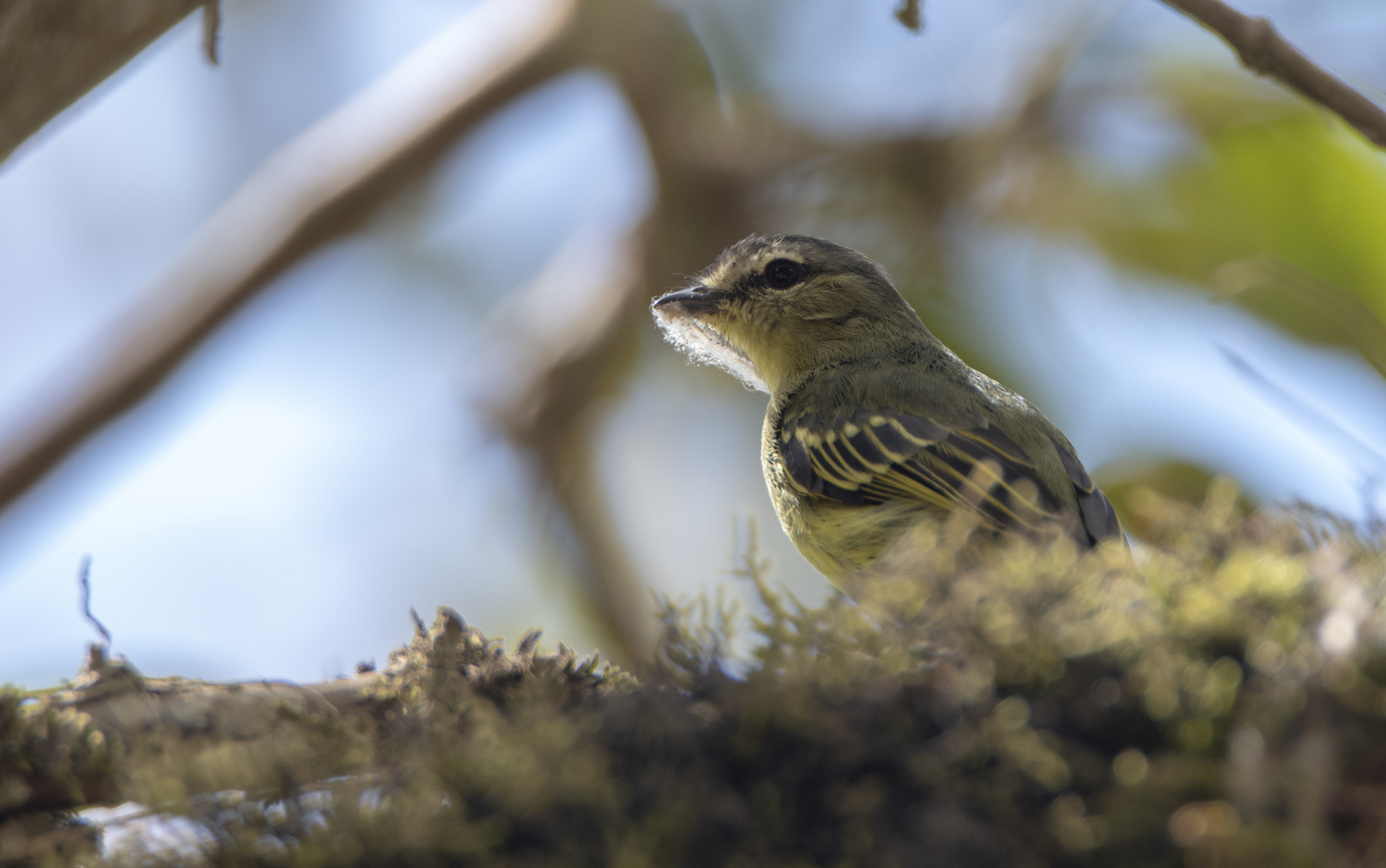 Peruvian Tyrannulet (Zimmerius viridiflavus), photo 2