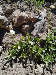 Valeriana californica