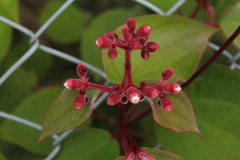 Miconia tuberculata