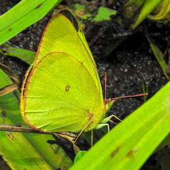 Colias interior