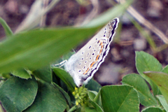 Plebejus samuelis