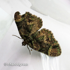 Microcalcarifera obscura