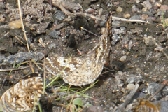 Eufidonia convergaria