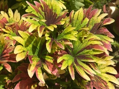 Coleus scutellarioides