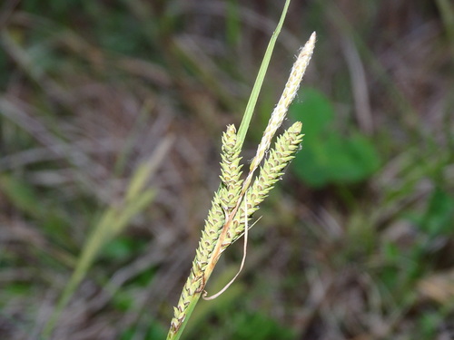 lakeshore sedge (Carex lenticularis)