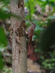 Lepidocolaptes souleyetii image