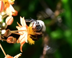 Xylocopa tabaniformis orpifex