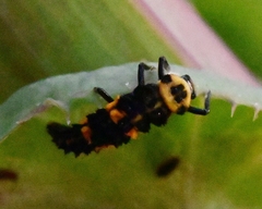Hippodamia convergens