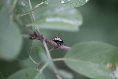 Calligrapha eupatris