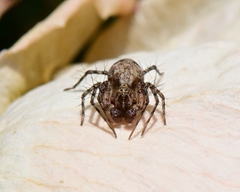 Oxyopes scalaris