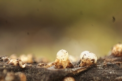 Sphaerobolus stellatus