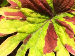 Coleus scutellarioides