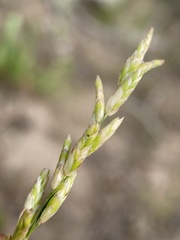 Melica spectabilis