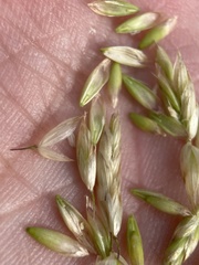 Melica spectabilis